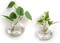 Wall Hanging Glass Terrarium Oblate Planter Vase for Hydroponics Plants